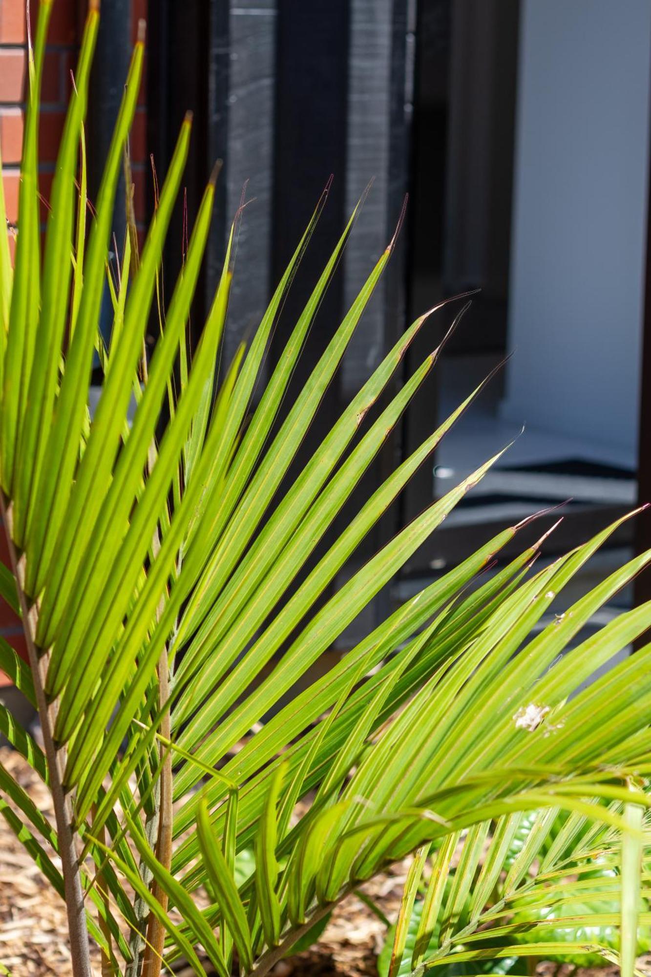 Conveniently Located 2Br Townhouse In West Akl Leilighet Auckland Eksteriør bilde